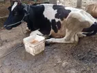 Farm Cow