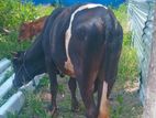 Farm Cow