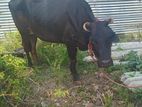 Farm Cow