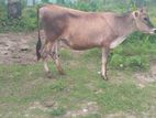 Farm Cow