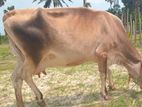 Farm Cow