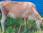 Farm Cow
