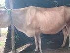 Milk Cow