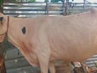 Farm Cow
