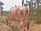 Cow மாடு