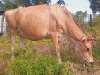 Cow