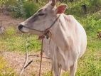 Farm Cow