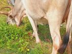 Farm Cow