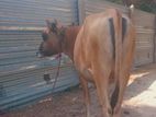 Cow sale