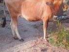 Farm Cow