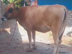 Cow sale