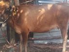 Cow Sale