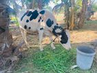 Farm Cow