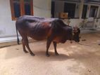 Farm Cow