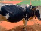 cow sale VVT