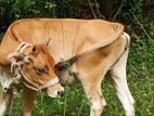 Cow වැස්සියක්