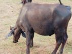 Cow ගවයා