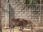 Cow Gawaya