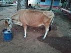 Farm Cow