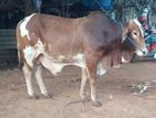 Farm Cows