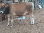 Farm Cow