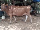 Farm Cows