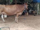 Farm Cows