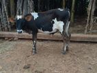 Farm Cow
