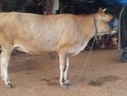 Cow Gawaya
