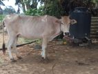 Farm Cow