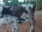 Farm Cow