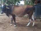 Farm Cows