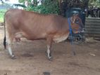 Farm Cow