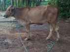 Male Cows
