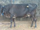 Farm Cows