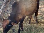 Cow(Naanpan)