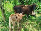 Farm Cow