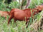 Farm Cow