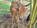 Farm Cow