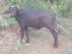 Cows for sale. මී හරක් විකිණීමට.