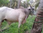 Farm Cow
