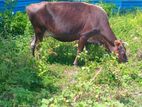 Farm Cow