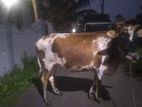 Cows - ගවයා