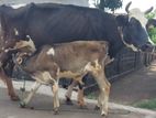 Cows - එළදෙන