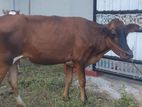 Farm Cows