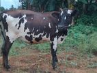 Farm Cow