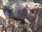 Farm Cow