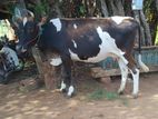 Farm Cow