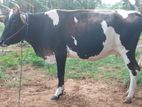 Farm Cow