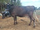 Farm Cows